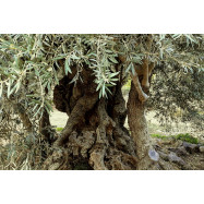 Skoutari Organic Extra Virgin Olive Oil, Kreta