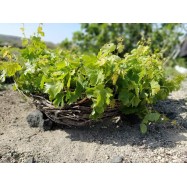 #mikrathira #thirasia #santorini #assyrtiko #assyrtikolovers #terrasea
— in Thirasía, Kikladhes, Greece.