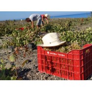 #mikrathira #thirasia #santorini #assyrtiko #assyrtikolovers #terrasea
— in Thirasía, Kikladhes, Greece.