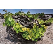 Assyrtiko Wild Ferment, PDO Gaia Wines Santorini