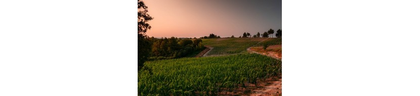 Ktima Dio Ipsi (Dyo Ipsi), Trilogia, Dialogos wihe and red, Monologos